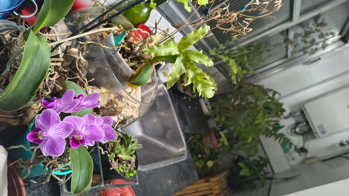 Garrafa de Poção #52 — We Continue, Orquídeas Tristes e Como Continuar em Frente