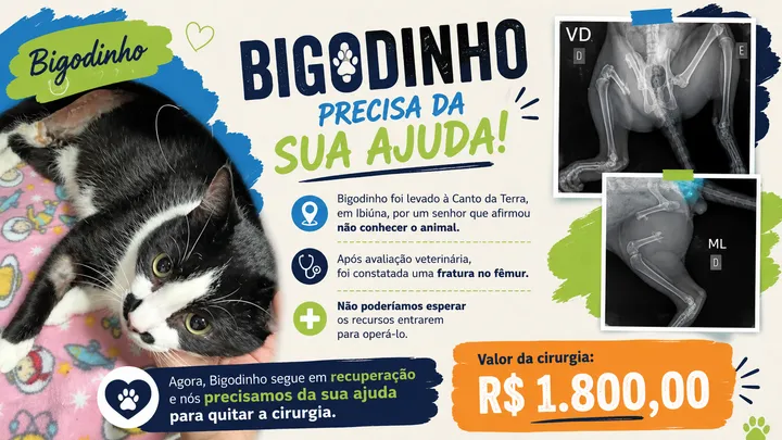 Ajude a pagar a cirurgia do Bigodinho 🐱
