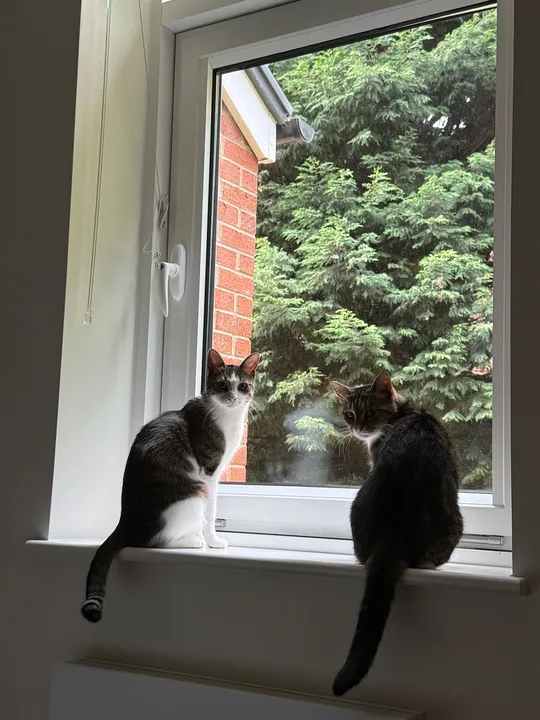 Como economizei em hospedagem na Inglaterra + gatos
