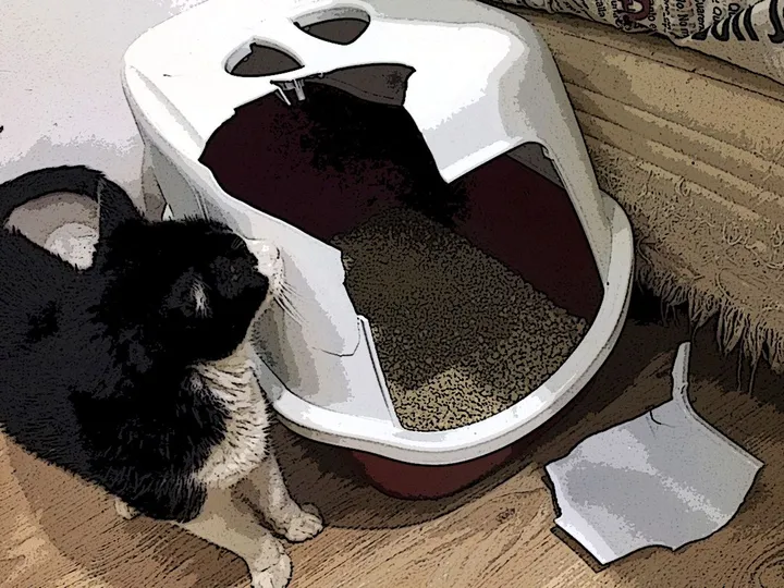 5 jeitos de um gato descolado usar a caixa de areia